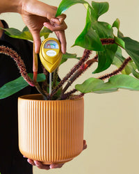 A person uses the Jungle Club Moisture Meter in Green to check the soil of a leafy plant growing in a ribbed orange pot.