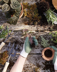 Wearing gardening gloves, a person repots a small plant at a rustic wooden table with potted plants, moss, soil, and gardening tools including The Floral Society Forged Fork and a boron steel soil aerator.