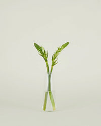 Two green buds with long stems are arranged in the Hawkins New York Aurora Slim Drop Vase in Clear, a handblown glass piece, shown against a plain light background.