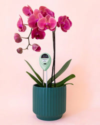 A blooming pink orchid in a ribbed teal pot features the Jungle Club 3-in-1 Moisture Meter in Lagoon, monitoring soil needs. The background is solid light pink.