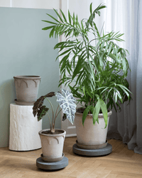Three potted plants, including a tall palm and two small leafy plants, are arranged on Bergs Potter 13.8 inch Rolling Stone Plant Trolleys in Grey Terrazzo atop a light wood floor near a pale green and white terrazzo wall.