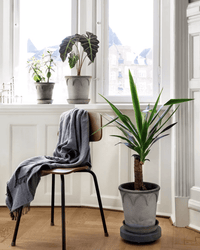 Three potted plants are displayed on and in front of a windowsill—one elevated on the Bergs Potter 9.8 inch Rolling Stone Plant Trolley in Grey Terrazzo—with a chair draped in a gray throw nearby, all set in a bright, modern room.