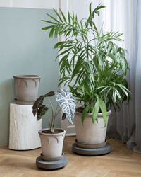 Three potted houseplants sit on a wooden floor; one is elevated on a Bergs Potter 9.8 inch Rolling Stone Plant Trolley in Grey Terrazzo, while two rest on round stands. A pale green wall and curtains create the background.