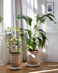 A 9.8 inch Rolling Stone Plant Trolley in White Terrazzo by Bergs Potter holds a houseplant near a sunlit window with sheer curtains in a bright, white-walled room.