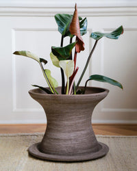 A green and red-leafed potted plant sits in a Bergs Potter Celeste 11 inch Pedestal Planter in Raw Grey, placed on a rug before a white paneled wall.