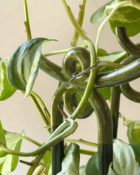 Bergs Potter Folk: Yuma Glazed Plant Stake in Moss Green