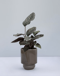 Bergs Potter Hoff Glazed 5.5 inch Pot in Pearl Grey