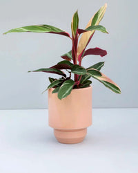 Bergs Potter Hoff Glazed 5.5 inch Pot in Quartz Rose