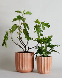 Two potted green plants with broad leaves sit side by side in Bloomist Fluted Planter | Large, ribbed peach-colored terracotta planters, against a plain light background.