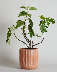 A small fig tree with green leaves and unripe figs grows in the large Fluted Planter by Bloomist, featuring a textured light brown finish, set against a plain light background.