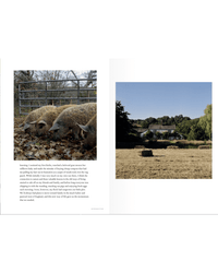 Left: Two pigs forage near a metal fence in a grassy enclosure. Right: The Farm Table by Random House evokes the simplicity of farm-to-table living with rural scenes of a house, trees, and hay bales in a sunlit field.