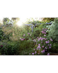 Featuring blooming pink and purple flowers with dense green foliage, The New Romantic Garden by Random House captures classic English-style garden design enhanced by sunlight streaming through trees for a timeless effect.