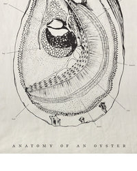 SIR / MADAM Oyster Anatomy Tea Towel