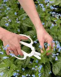 The Floral Society Japanese Floral Clippers