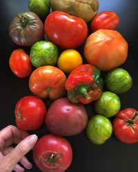 A hand reaches for heirloom tomatoes and a bell pepper on black, evoking the fresh tomato leaf scent in every Home Grown Candle by The Quiet Botanist, made with natural coconut wax.