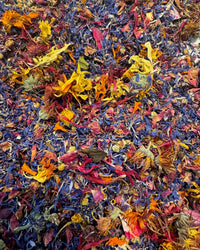 A vibrant close-up of The Quiet Botanist’s Organic Edible Flower Blend—colorful, caffeine-free petals in purple, yellow, red, and orange—perfect as a garnish or culinary accent.