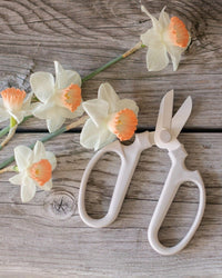 The Floral Society's Japanese Floral Clippers in Fog rest on a rustic wooden surface beside a stem of white and orange daffodils.