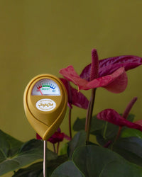 A Jungle Club Moisture Meter in Green is placed in a plant pot with pink anthurium flowers and green leaves, displaying a “moist” reading against a plain olive green background.