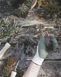 A gloved hand holds a small plant with roots, ready for planting on a weathered wood surface. Nearby are hand-forged garden tools from The Floral Society, including the 3-Tine Cultivator, along with sprigs of rosemary.