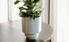 Green houseplant in a glossy white ceramic pot sits on a round wooden table next to a window with light-colored curtains.