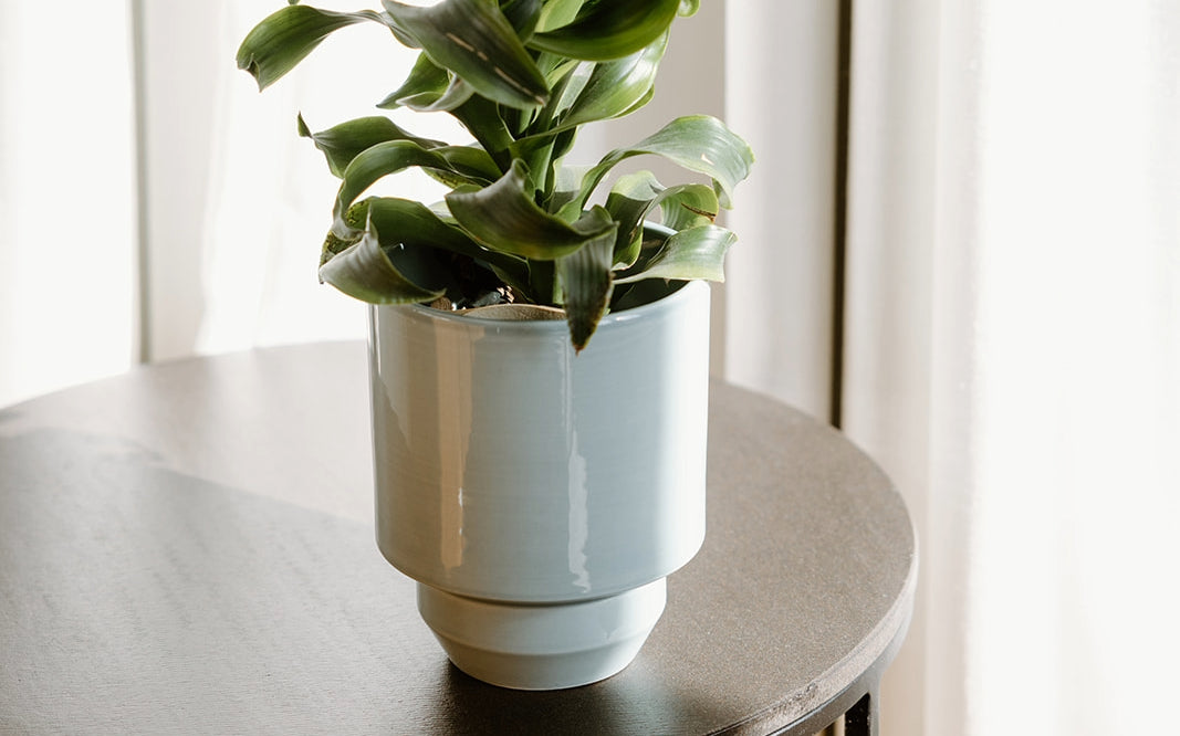 Green houseplant in a glossy white ceramic pot sits on a round wooden table next to a window with light-colored curtains.