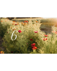 A sunlit field of tall green foliage and scattered red blooms—capturing natural beauty—features a large white number 6 on the left, representing "Where Flowers Bloom" by Cozy Publishing.