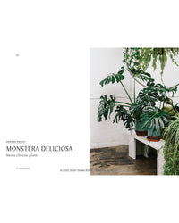 A large Monstera Deliciosa from Plantopedia by Random House sits in a brown pot on a white bench near a white wall, surrounded by greenery. Text describes this Araceae family houseplant as ideal for indoor gardening.