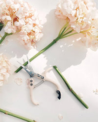 The Jungle Club Pruning Shears in Vanilla are displayed on a white surface among light pink hydrangea flowers and fresh green stems, with scattered petals accentuating this essential gardening tool.