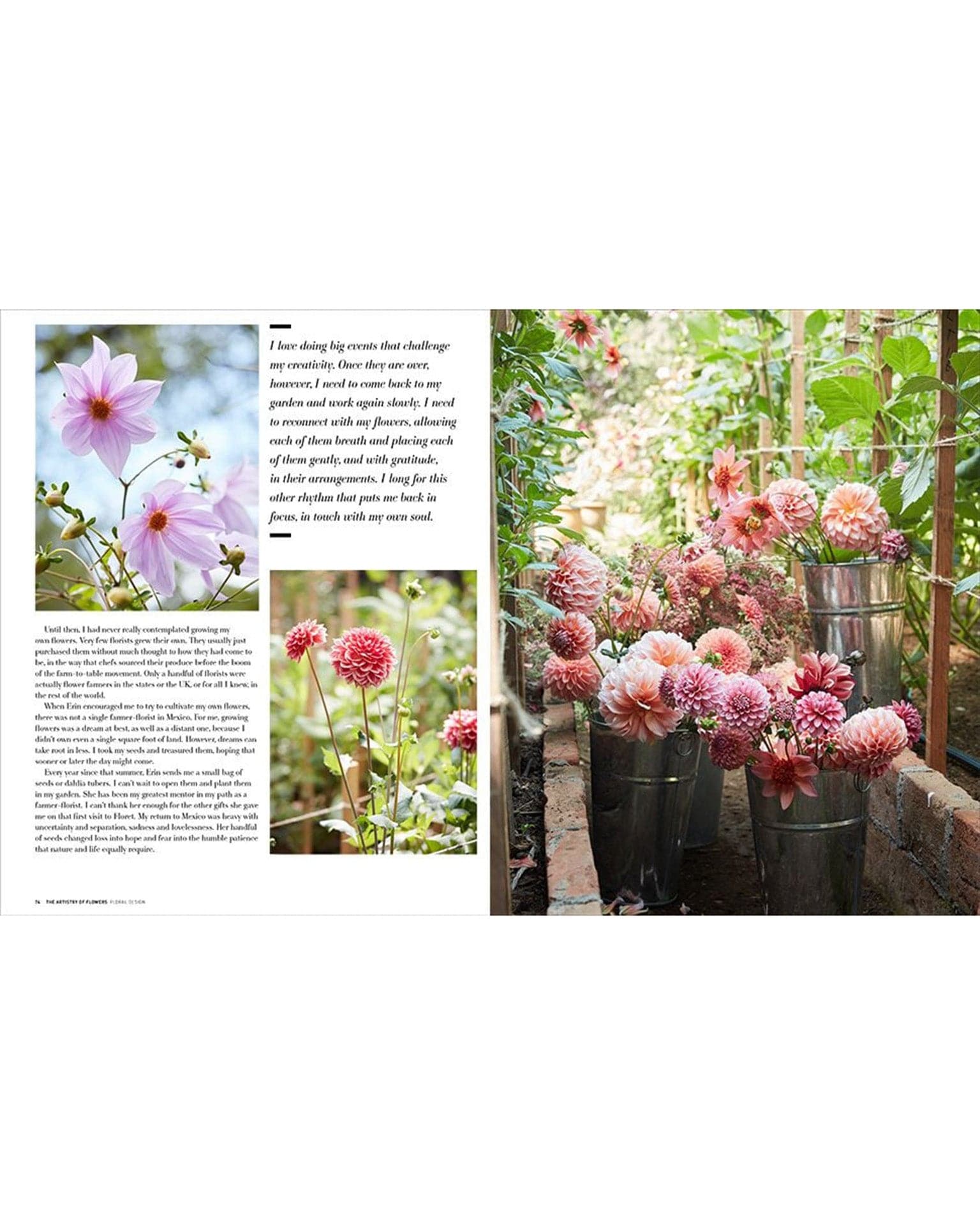 A magazine spread from Random House’s "The Artistry of Flowers" shows close-ups of pink dahlias on the left and metal buckets brimming with dahlias arranged along a garden path on the right, with dahlia-growing tips throughout.