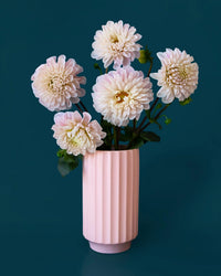 The Monroe Vase in Petal Pink by Jungle Club holds five pale pink dahlias with green leaves, displayed against a solid dark teal background.