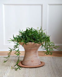 A green trailing plant in the Bergs Potter Celeste 9 inch Pedestal Planter in Raw Rosa, complete with matching saucer, sits on a light woven rug before a white paneled wall.