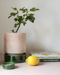 Bergs Potter Hoff Raw 7.1 inch Pot in Rosa 