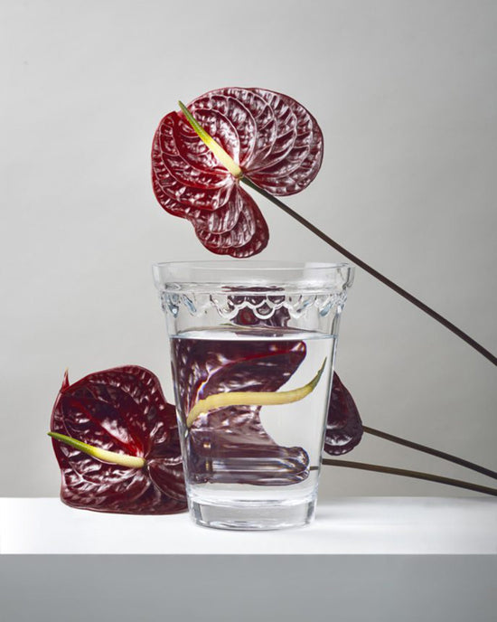 A clear glass of water sits on a white surface, with two dark red anthurium flowers behind and beside the Kobenhavner Glass Vase in Clear by Bergs Potter.