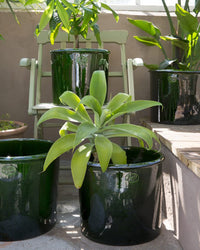 Several green potted plants in Bergs Potter Modena Glazed 13.8 inch Cachepots in Emerald Green are arranged on a sunlit patio next to a light green wooden chair.
