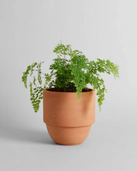 A green Maidenhair fern in the Bloomist Big Cuff Planter | Large sits against a plain light gray background.