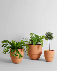 The Big Cuff Planter | Medium by Bloomist displays lush green plants in its terra cotta form, shown among similar planters of varying sizes, all arranged in a row against a plain light gray background.
