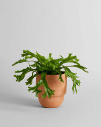 A green fern-like plant with wavy leaves is displayed in the Bloomist Big Cuff Planter | Medium, handmade from terracotta, set against a plain light gray background.