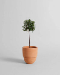 The Bloomist Big Cuff Planter | Small features a small potted tree with a thin trunk and green foliage in a terracotta pot, ideal for indoor or outdoor use, displayed against a plain light gray background.