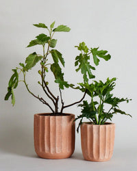 Two potted plants with broad green leaves are displayed in Bloomist’s Fluted Planter | Medium against a plain light background.