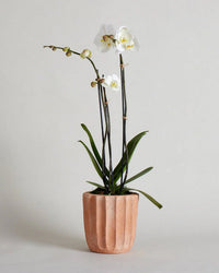 A white orchid plant with green leaves in the Bloomist Fluted Planter | Medium, a peach-colored ribbed handmade pot, set against a plain light background.