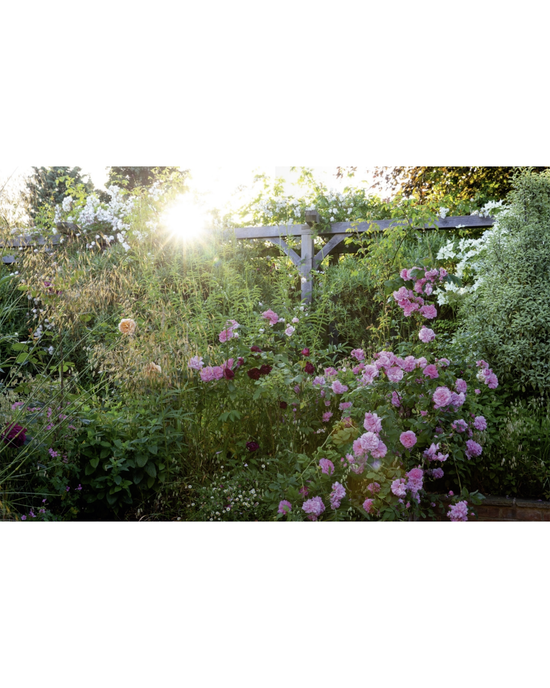 Featuring blooming pink and purple flowers with dense green foliage, The New Romantic Garden by Random House captures classic English-style garden design enhanced by sunlight streaming through trees for a timeless effect.
