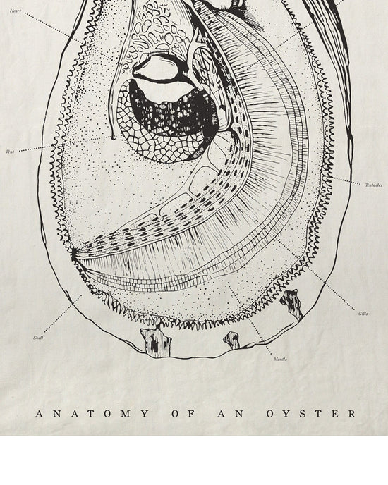 SIR / MADAM Oyster Anatomy Tea Towel 