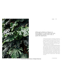 Close-up of lush Monstera leaves (left); on the right, Plantopedia by Random House highlights this houseplant’s rare indoor flowering and its unique green corn cob-like fruit for dedicated plant lovers.