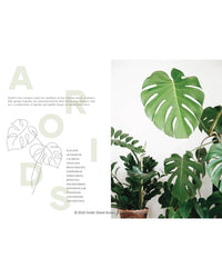 A minimal layout features text and a line drawing of monstera leaves on the left, with a photo of assorted potted houseplants—including monstera—on the right. "Plantopedia" by Random House is ideal for indoor gardening, all set on a white background.